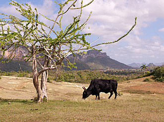 Kuba, Pinar del Rio, Kuh grasend neben Baum in Landschaft - BSCF000038