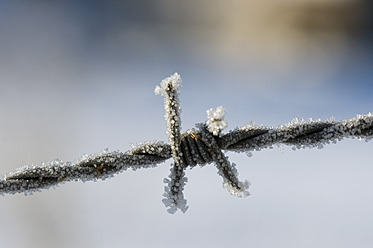 Frosted barbed wire, close up - AWDF000611