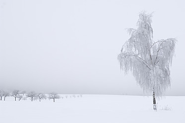 Deutschland, Schwäbische Alb, Blick auf frostige Winterlandschaft mit dichtem Nebel und Birken - CRF002053