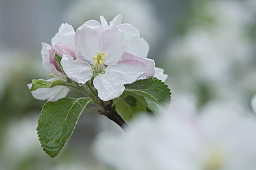 Deutschland, Bayern, Nahaufnahme einer Apfelblüte im Garten - CRF002059