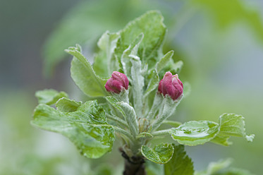 Deutschland, Bayern, Nahaufnahme einer Apfelblüte im Garten - CRF002060