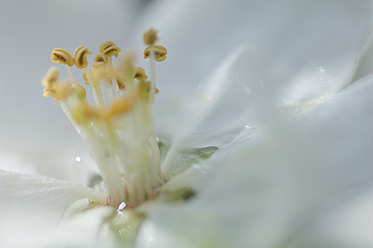 Deutschland, Bayern, Nahaufnahme einer Apfelblüte mit Staubgefäßen im Garten - CRF002061