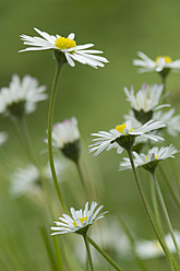 Germany, Bavaria, Close up of daisy flowers in garden - CRF002064