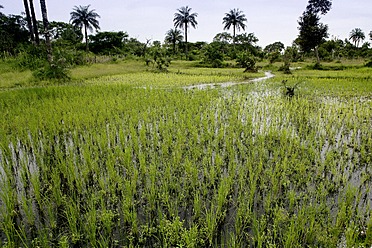 Afrika, Guinea Bissau, Blick auf ein Reisfeld - DSGF000004