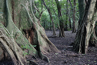 Afrika, Guinea Bissau, Bissagas-Inseln, Karavelleninsel mit Ceiba-Bäumen im Nationalpark Orango Grande - DSGF000152