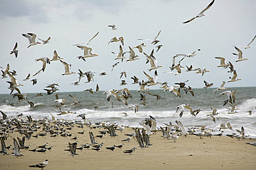 Africa, Guinea-Bissau, Flock of seagulls flying on sea shore - DSGF000007