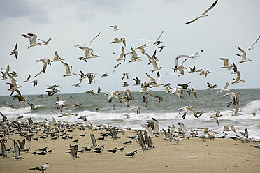 Afrika, Guinea-Bissau, Möwenschwarm fliegt am Meeresufer - DSGF000007