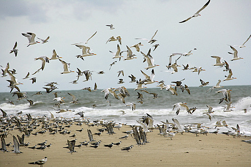 Afrika, Guinea-Bissau, Möwenschwarm fliegt am Meeresufer - DSGF000007