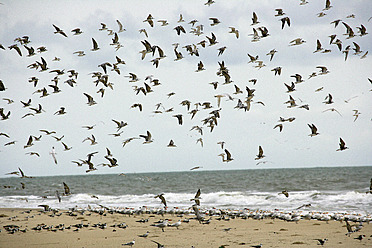 guinea, Bassigos Island, Möwen fliegen am Ufer des Meeres - DSGF000008