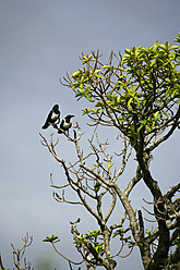 Afrika, Guinea-Bissau, Zwei Vögel auf einem Baum - DSGF000074