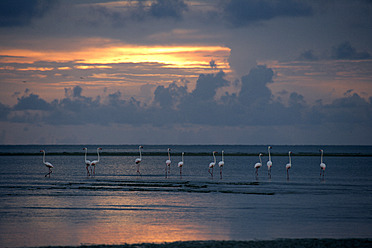 Afrika, Guinea-Bissau, Flamingos im Wasser bei Sonnenuntergang - DSGF000010