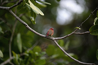 Africa, Guinea-Bissau, Bird sitting on branch of tree - DSGF000085