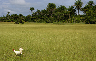 Afrika, Guinea-Bissau, Huhn läuft im Park herum - DSGF000106