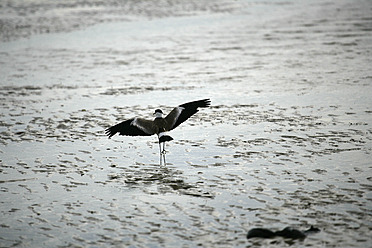 Afrika, Guinea-Bissau, Vogel auf nassem Strand - DSGF000107