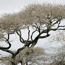 Afrika, Guinea-Bissau, Blick auf kahlen Baum - DSGF000014