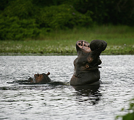 Afrika, Guinea-Bissau, Zwei Nilpferde im See - DSGF000112