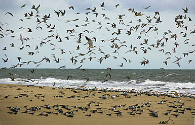 Africa, Guinea-Bissau, Flock of seagulls on shore - DSGF000021