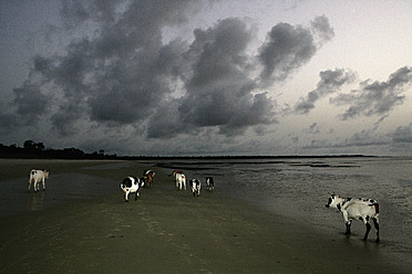 Africa, Guinea-Bissau, Cattle on beach at sunset - DSGF000127