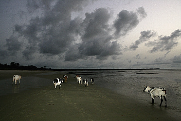 Afrika, Guinea-Bissau, Rinder am Strand bei Sonnenuntergang - DSGF000127