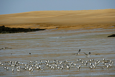 Afrika, Guinea-Bissau, Möwenschwarm am Ufer - DSGF000024