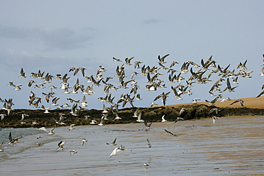 Africa, Guinea-Bissau, Flock of seagulls on shore - DSGF000026