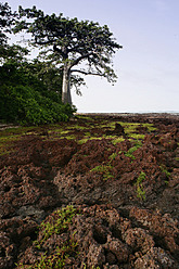 Afrika, Guinea-Bissau, Blick auf den Nationalpark - DSGF000129