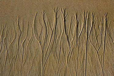 Afrika, Guinea-Bissau, Gezeitenmarken am Strand - DSGF000028