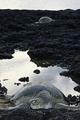 Afrika, Guinea-Bissau, Grüne Meeresschildkröte auf Stein - DSGF000131