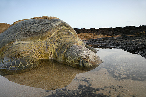Afrika, Guinea-Bissau, Grüne Meeresschildkröte schlafend im Wasser - DSGF000134