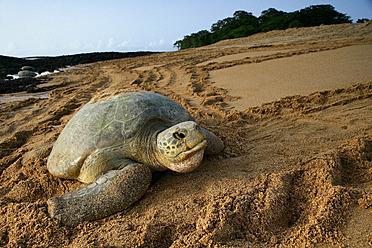Afrika, Guinea-Bissau, Grüne Meeresschildkröte im Sand - DSGF000138