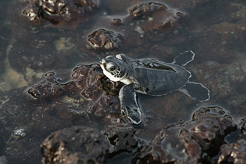 Afrika, Guinea-Bissau, Baby-Schildkröte im Wasser, Nahaufnahme - DSGF000141