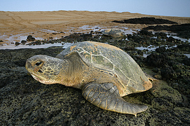 Afrika, Guinea-Bissau, Grüne Meeresschildkröte auf Stein - DSGF000146
