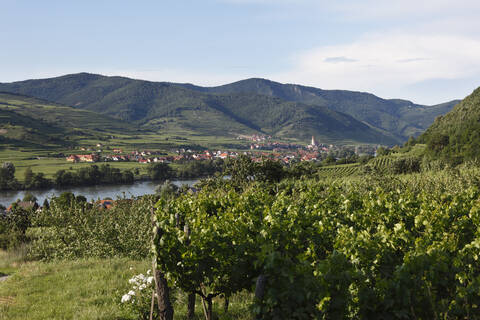 Österreich, Niederösterreich, Wachau, Weißenkirchen, Blick auf Dorf mit Donau und Weinberg im Vordergrund, lizenzfreies Stockfoto