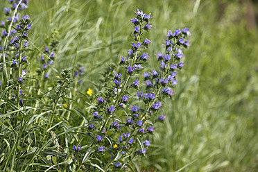 Österreich, Wachau, Nahaufnahme von Viper's Bugloss - SIEF001689