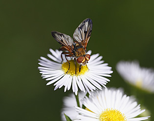 Österreich, Wachau, Nahaufnahme einer parasitären Fliege auf Einjährigem Flohkraut - SIEF001680