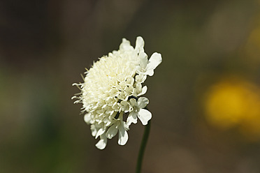 Austria, Wachau, Close up of cream scabious - SIEF001670