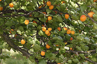 Austria, Wachau, Close up of apricot tree with apricots - SIEF001664