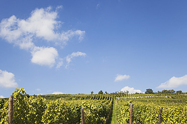 Frankreich, Elsass, Haut-Rhin, Elsässische Weinstraße, Riquewihr, Blick auf einen Weinberg im Spätsommer - GWF001525