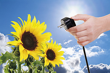 Hand einer Frau, die einen Stromstecker hält, neben Sonnenblumen vor blauem Himmel und Sonne, Nahaufnahme - TSF000331