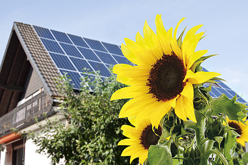 Deutschland, Köln, Sonnenblumen vor einem Haus mit Sonnenkollektoren - TSF000309