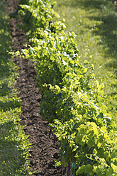 Österreich, Niederösterreich, Weinviertel, Blick in den Weinberg - MBEF000153