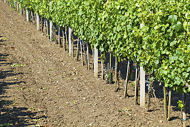 Österreich, Niederösterreich, Weinviertel, Blick in den Weinberg - MBEF000151