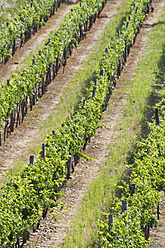 Österreich, Niederösterreich, Weinviertel, Blick in den Weinberg - MBEF000150