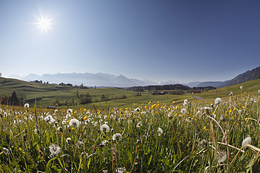 Germany, Bavaria, Swabia, Allgaeu, Oberallgaeu, Ofterschwang, View of landscape with meadow and mountains in background - SIEF001701