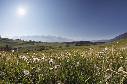 Deutschland, Bayern, Schwaben, Allgäu, Oberallgäu, Ofterschwang, Blick auf Landschaft mit Wiese und Bergen im Hintergrund - SIEF001701