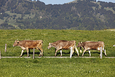 Germany, Bavaria, Swabia, Allgaeu, Oberallgäu, Oberstdorf, Three cows walking on meadow - SIEF001702