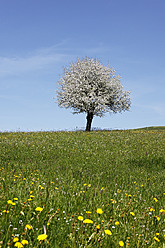 Deutschland, Bayern, Schwaben, Allgäu, Oberallgäu, Oberstaufen, Blick auf blühenden Apfelbaum auf Wiese - SIEF001709