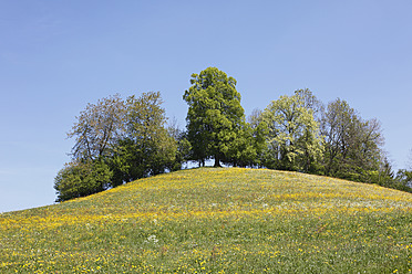Deutschland, Bayern, Schwaben, Allgäu, Oberallgäu, Oberstaufen, Blick auf Bäume auf einem Wiesenhügel - SIEF001711
