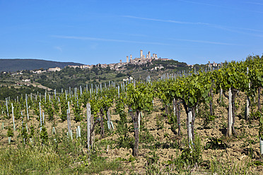 Italien, Toskana, San Gimignano, Blick auf den Weinberg vor der Altstadt - FOF003513