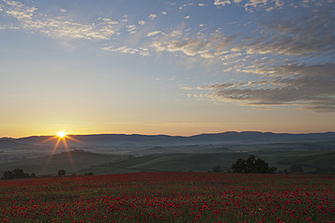 Italien, Toskana, Kreta, Blick auf ein Mohnfeld vor einem Bauernhof mit Zypressen bei Sonnenaufgang - FOF003515